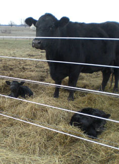 cow